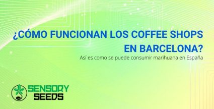 Así es como funcionan los Cooffe Shops en Barcelona