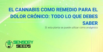 Un remedio para el dolor crónico: el cannabis