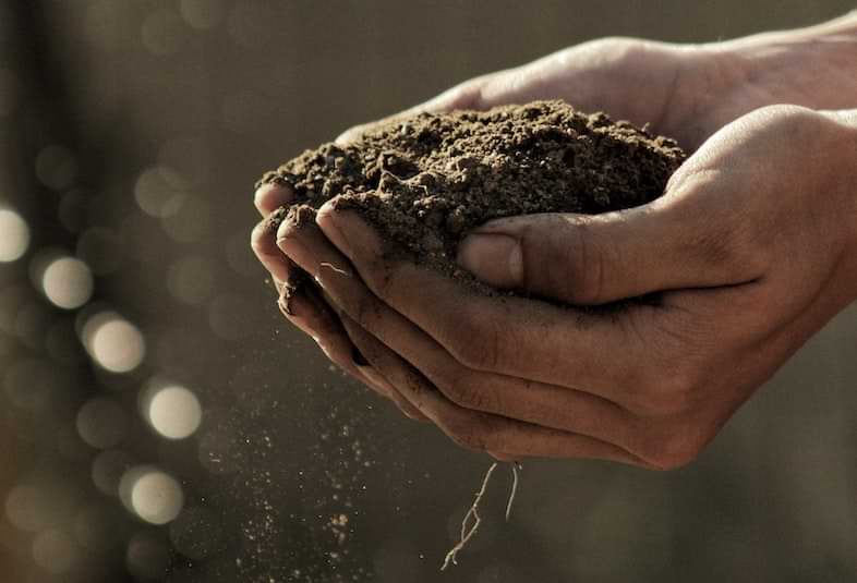 Cuánto terreno se necesita para cultivar cáñamo