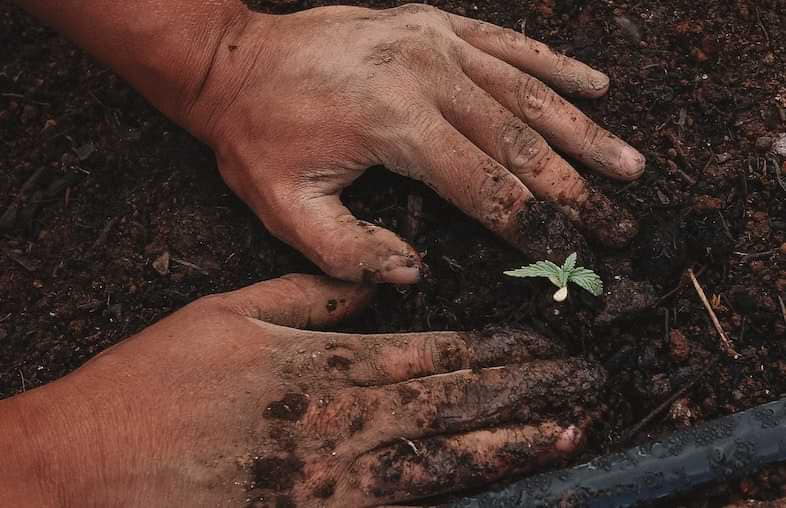 El cultivo de cannabis puede ser de exterior o de interior