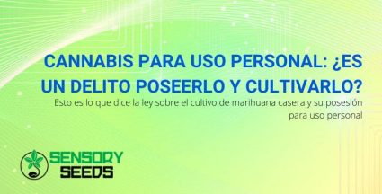 ¿Es un delito poseer y cultivar cannabis para uso personal?