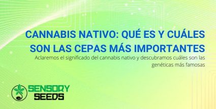 ¿Qué es el cannabis autóctono?