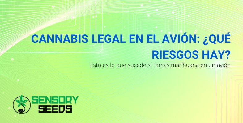 Llevar cannabis legal en un avión: los riesgos