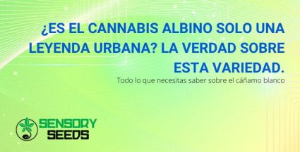 Todo sobre el cannabis albino