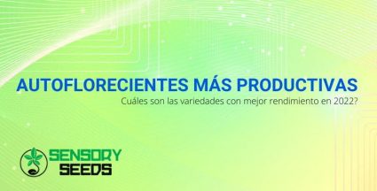 Variedad de cannabis autofloreciente más productiva 2022