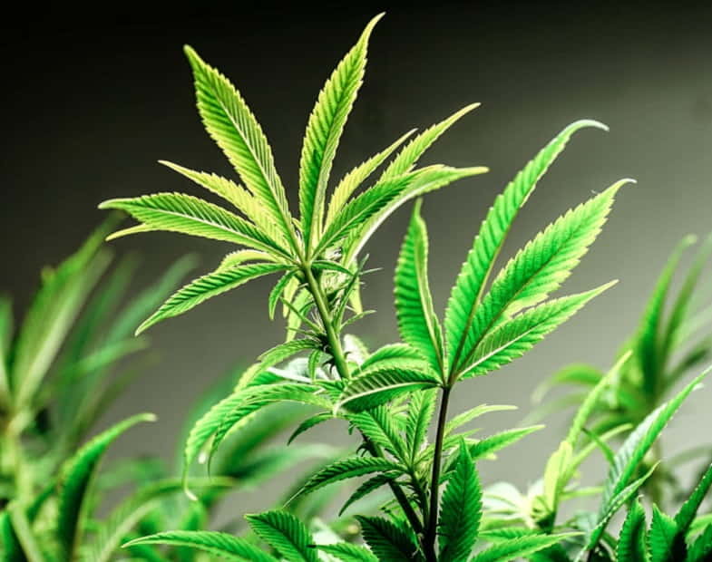 El CBDA está presente en la planta de cannabis sin tratar