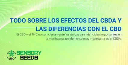 Efectos del CBDA y diferencias con el CBD