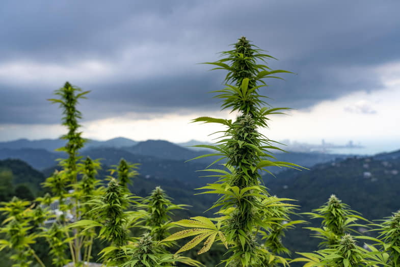 Un campo de marihuana