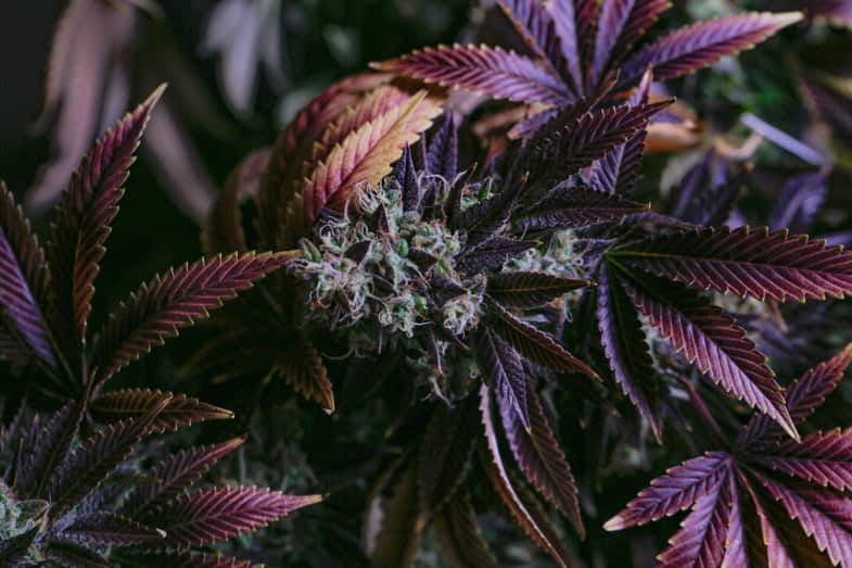 Cannabis Purple Haze