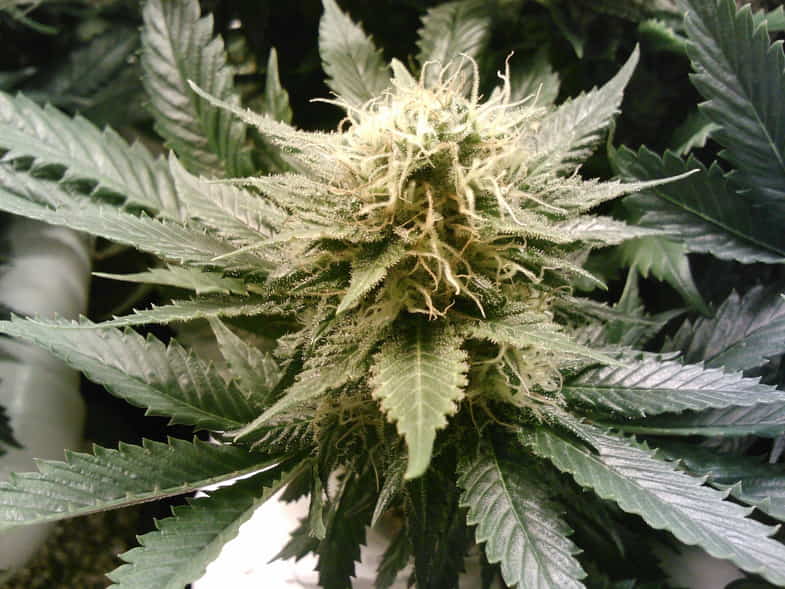 Cientos de principios activos se encuentran en las inflorescencias del cannabis