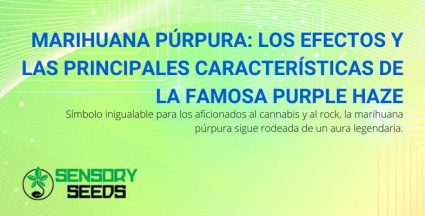 Efectos y características de la marihuana morada