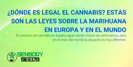 ¿En qué lugares de Europa y del mundo es legal el cannabis?