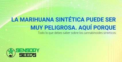 ¿Es peligrosa la marihuana sintética?