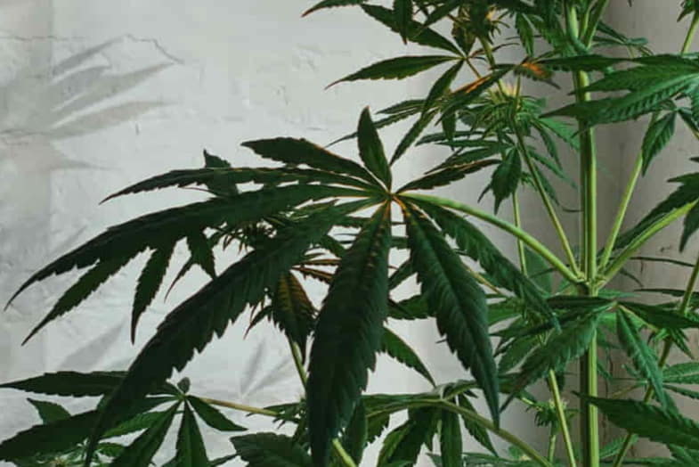 Planta de cannabis macho