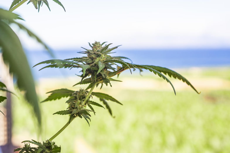 Una planta de cannabis