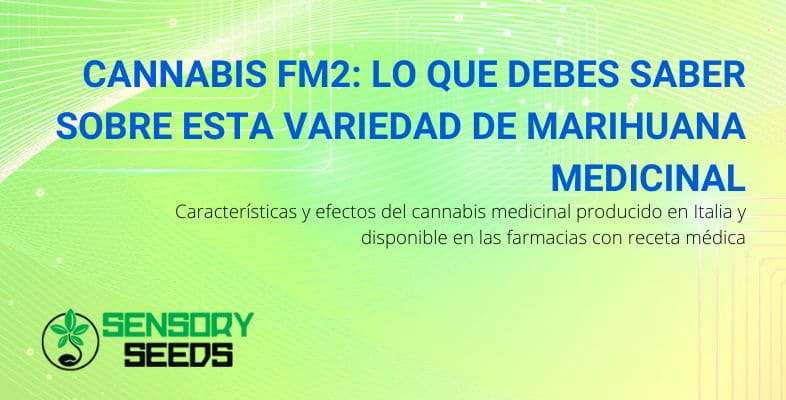 Todo sobre el cannabis medicinal FM2