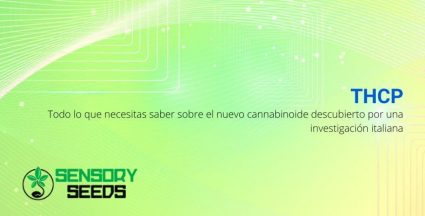 Todo sobre el nuevo cannabinoide THCP