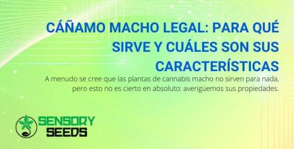 Usos y características del cáñamo macho legal