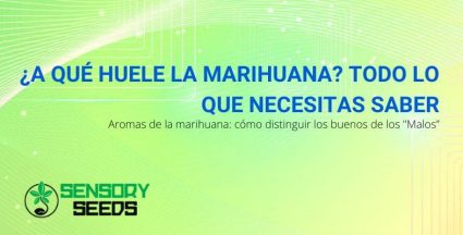 Todo sobre el olor de la marihuana