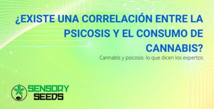 ¿Existe una correlación entre psicosis y cannabis?