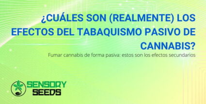 los efectos del humo pasivo del cannabis