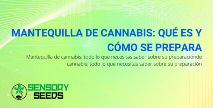 Qué es la mantequilla de cannabis y cómo prepararla