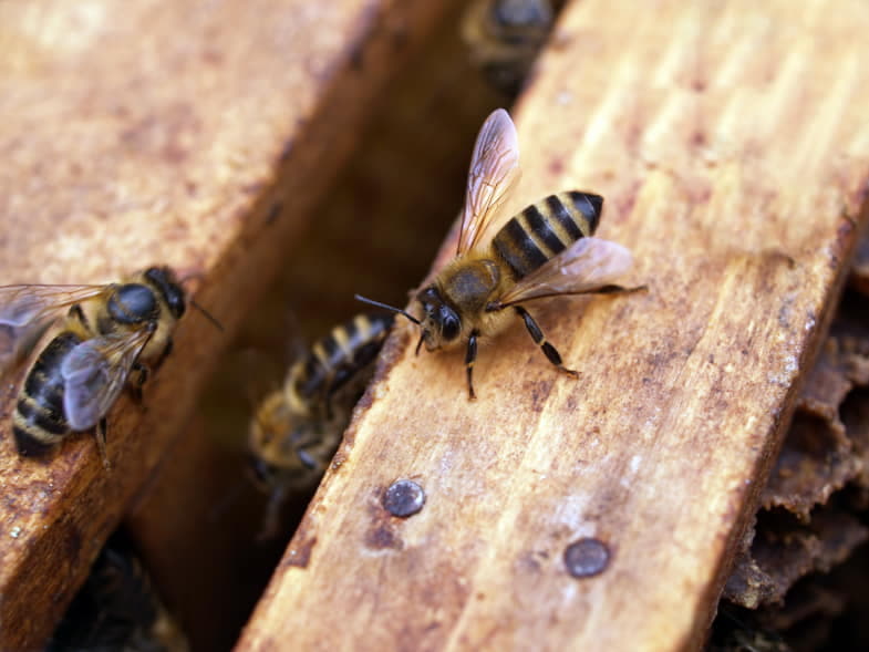 Debido al calentamiento global se ha producido una drástica disminución de las abejas