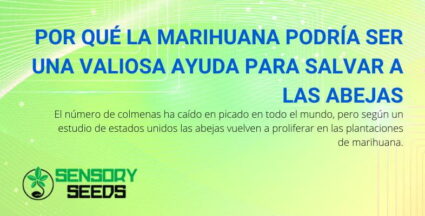 El cannabis podría ayudar a salvar a las abejas