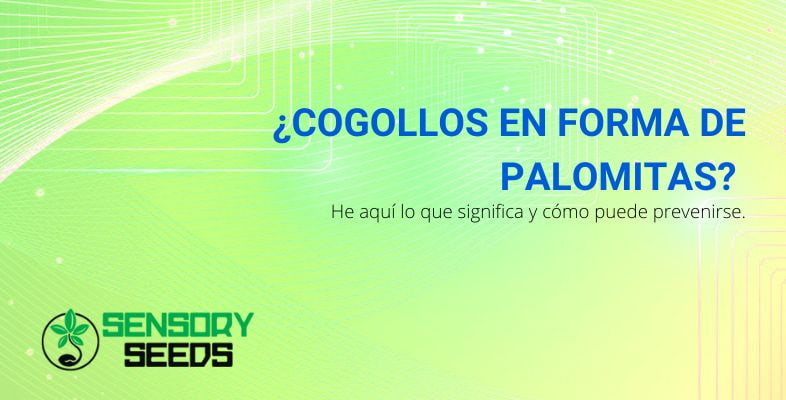 ¿Qué son los cogollos de cannabis en forma de palomitas de maíz?