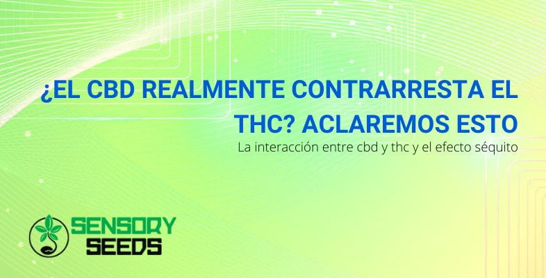 ¿Contrarresta realmente el CBD al THC? | SensorySeeds