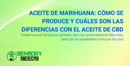 Producción de aceite de cáñamo y diferencias con el aceite de CBD | SensorySeeds