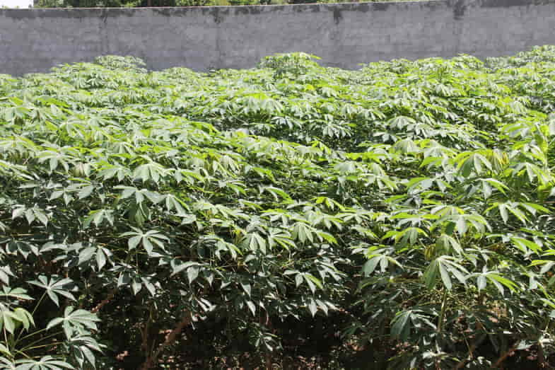 La planta de la mandioca se parece al cannabis | SensorySeeds