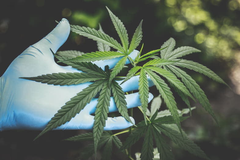 La planta de marihuana, ¿cómo reconocerla? | SensorySeeds