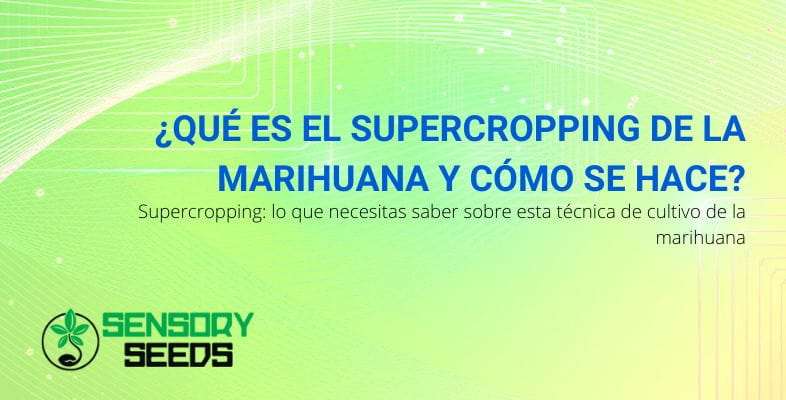 ¿Qué es el supercropping de cannabis? | SensorySeeds