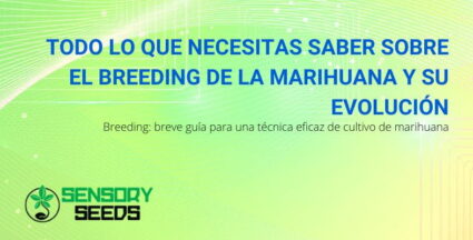 Todo sobre la cría de cannabis | SensorySeeds