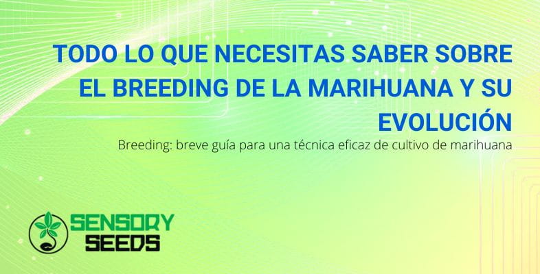 Todo sobre la cría de cannabis | SensorySeeds