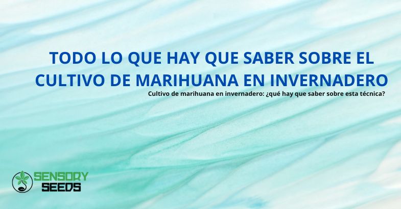 Todo lo que hay que saber sobre el cultivo de marihuana en invernadero