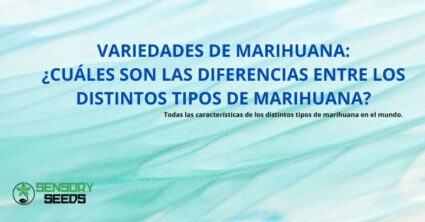 Las variedades de marihuana: diferencias