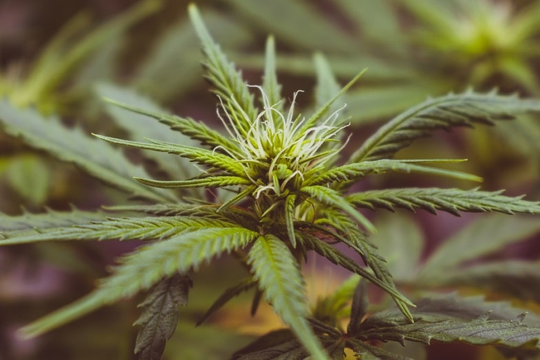 Hibridación selectiva: una forma de selección de plantas de marihuana