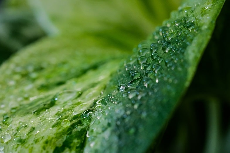 Fase de plántula: temperatura y humedad