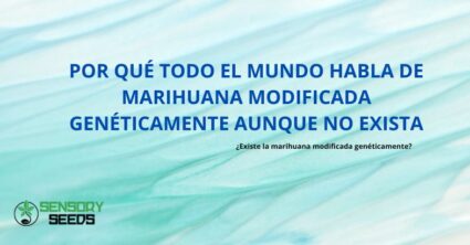 Por qué todo el mundo habla de marihuana modificada genéticamente aunque no exista