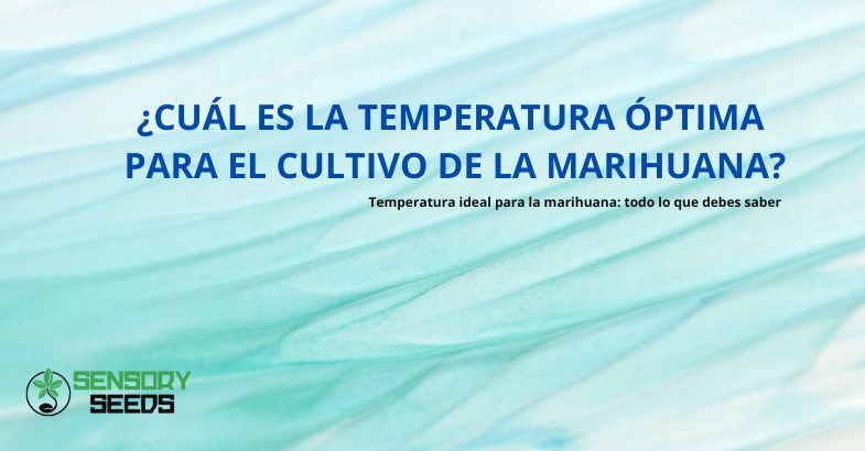 ¿Cuál es la temperatura óptima para el cultivo de la marihuana?