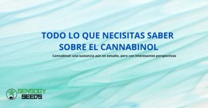 Todo lo que necesitas saber sobre el cannabinol