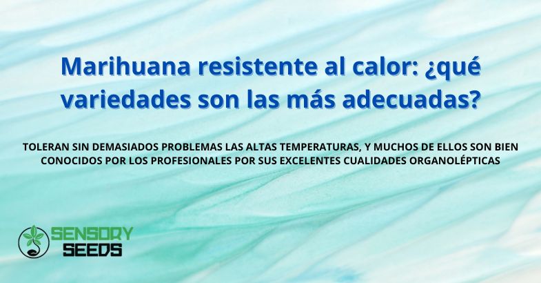 Marihuana resistente al calor: ¿qué variedades son las más adecuadas?