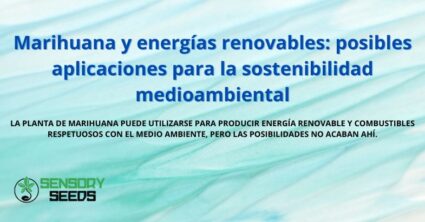 Marihuana y energías renovables: posibles aplicaciones para la sostenibilidad medioambiental