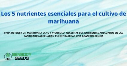 Los 5 nutrientes esenciales para el cultivo de marihuana