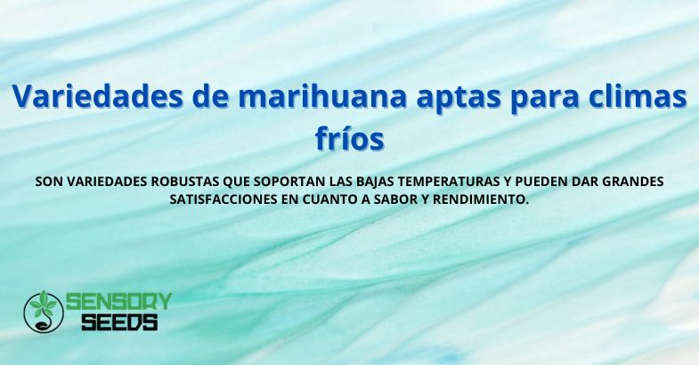 Variedades de marihuana aptas para climas fríos