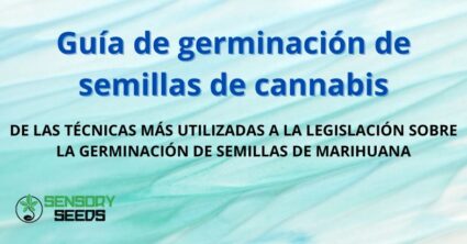 Guía de germinación de semillas de cannabis