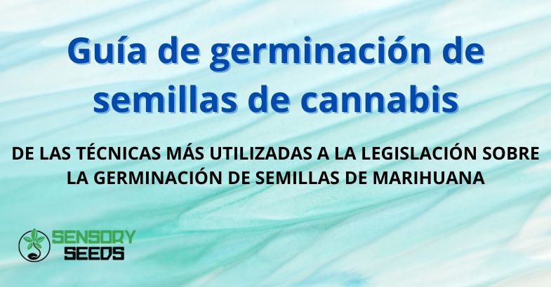 Guía de germinación de semillas de cannabis