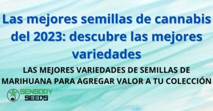 Las mejores semillas de cannabis del 2023: descubre las mejores variedades